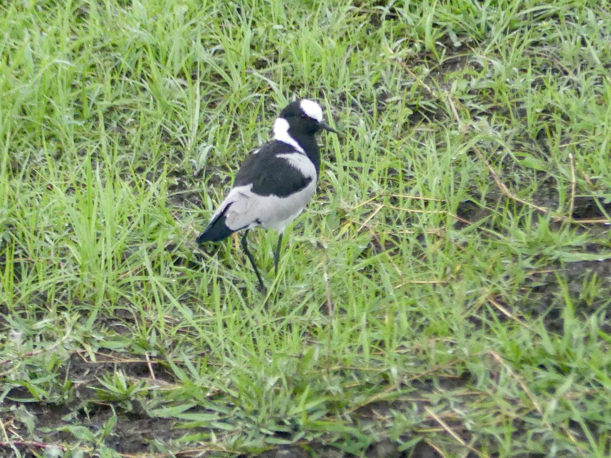 Blacksmith Lapwing - ML646419954