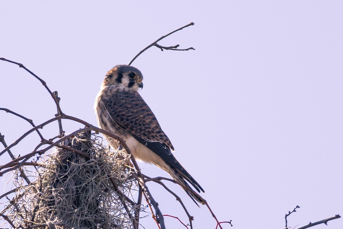 American Kestrel - ML646419955