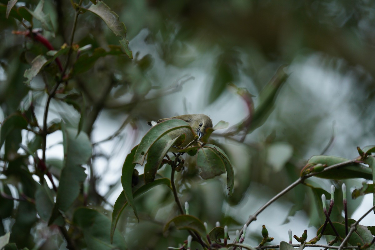 Nilgiri Flowerpecker - ML646419957