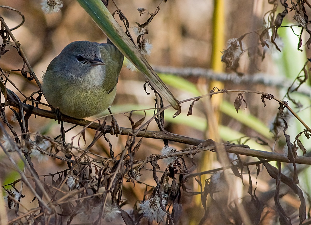 サメズアカアメリカムシクイ - ML646419958