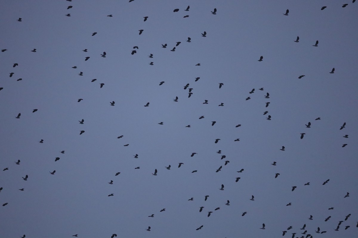 čejka chocholatá - ML646419963