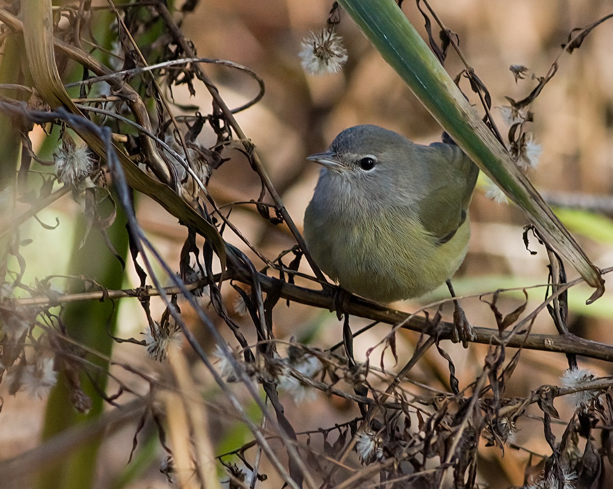 サメズアカアメリカムシクイ - ML646419964