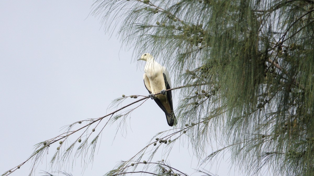 Pied Imperial-Pigeon - ML646419965