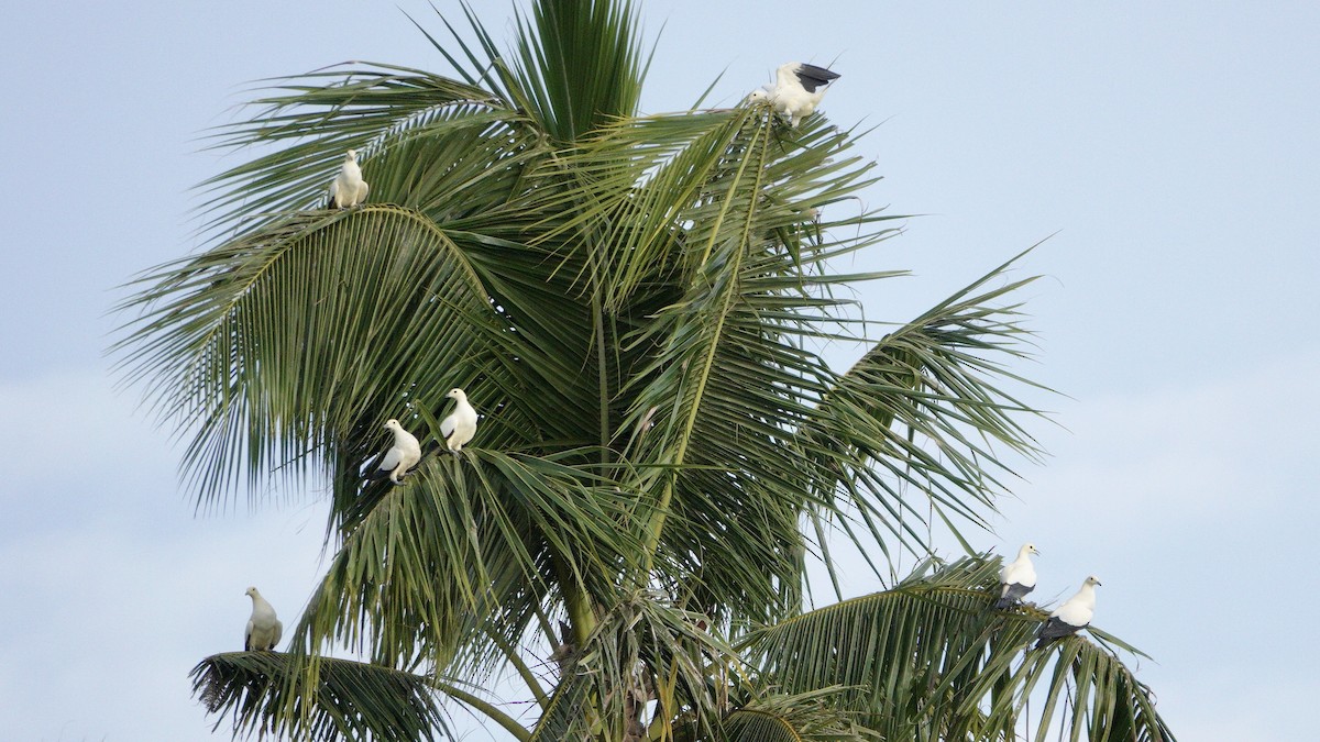 Pied Imperial-Pigeon - ML646419966