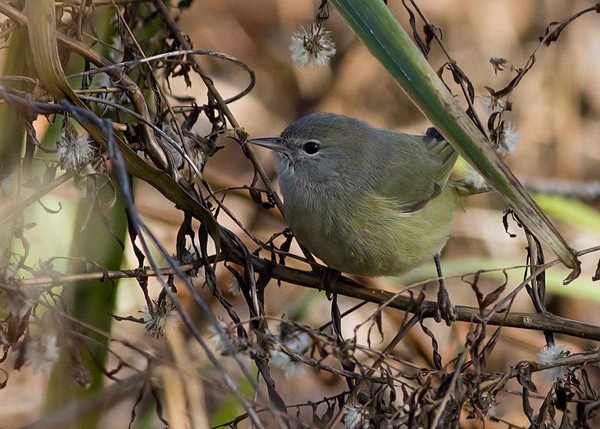 サメズアカアメリカムシクイ - ML646419968