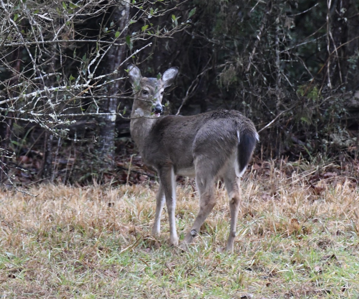 オジロジカ - ML646419971