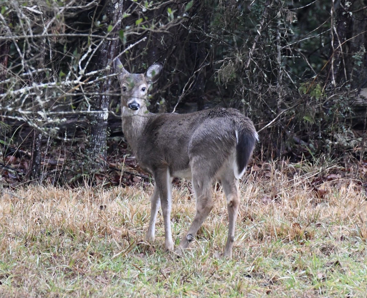 オジロジカ - ML646419974