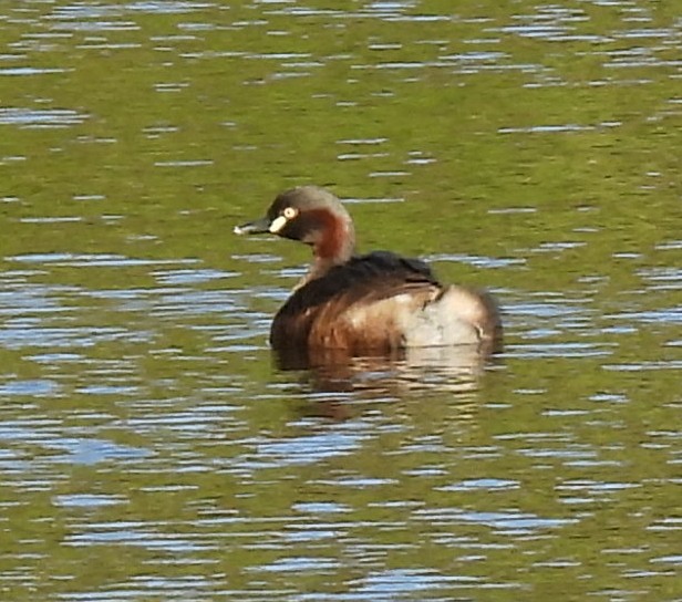 Australasian Grebe - ML646419975