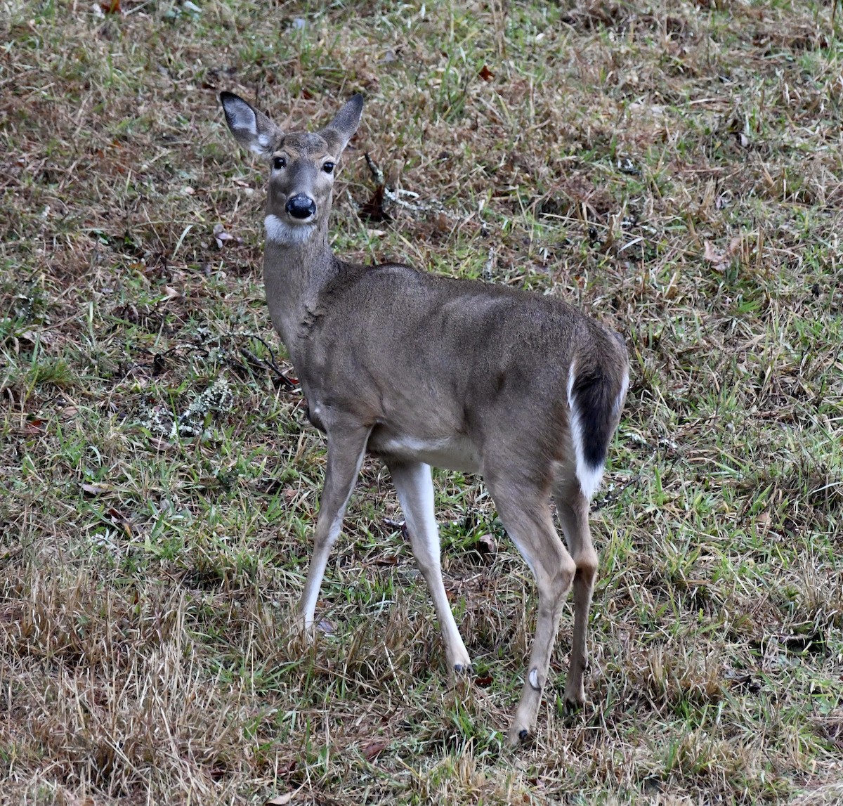 オジロジカ - ML646419977