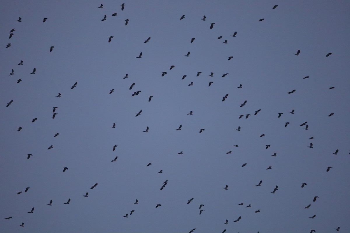 čejka chocholatá - ML646419978