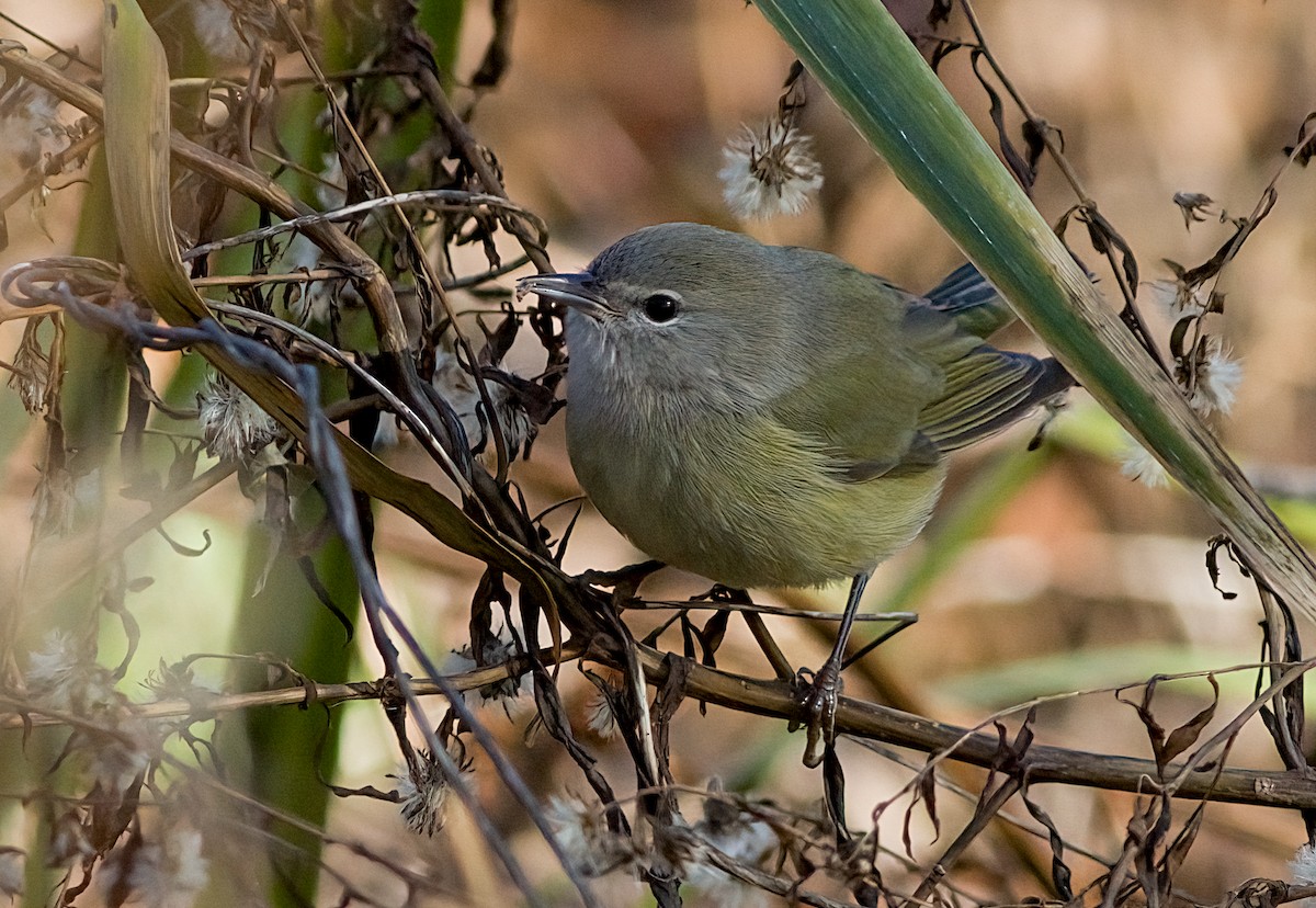 サメズアカアメリカムシクイ - ML646419982