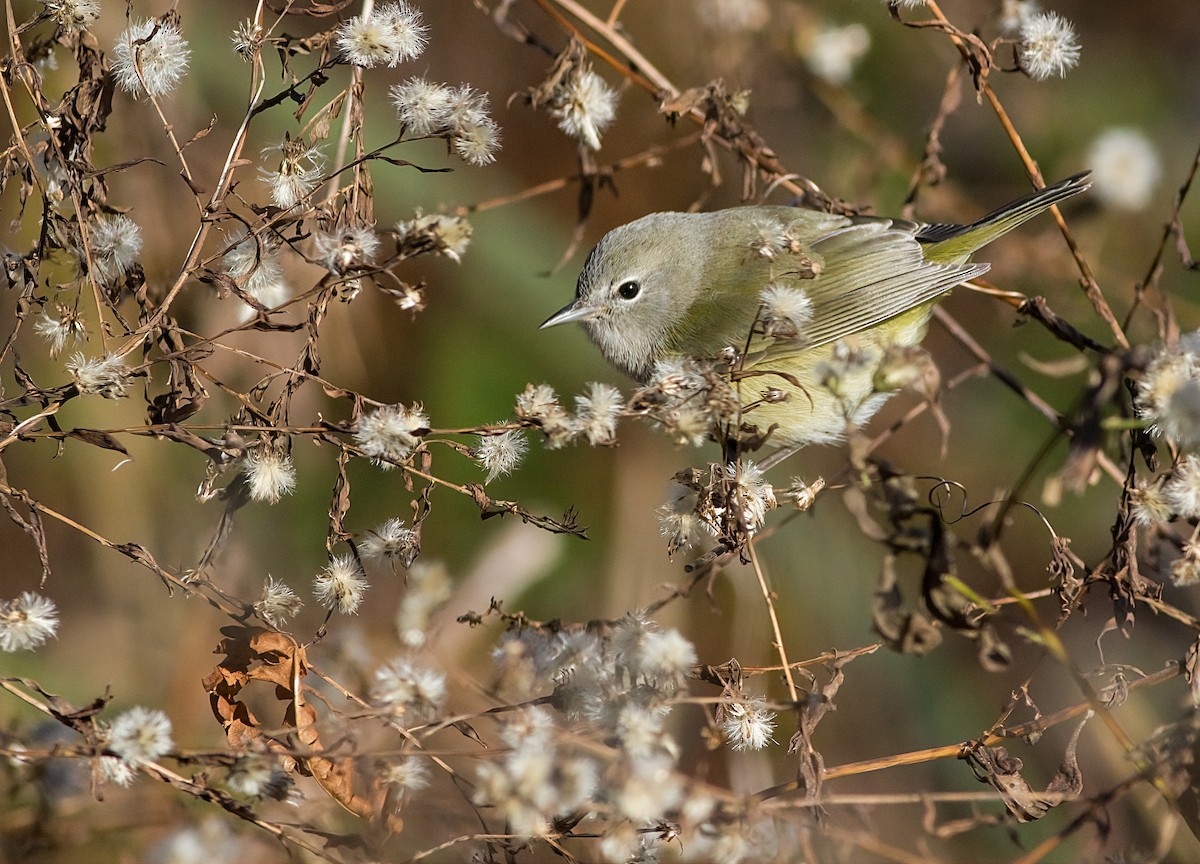 サメズアカアメリカムシクイ - ML646419986