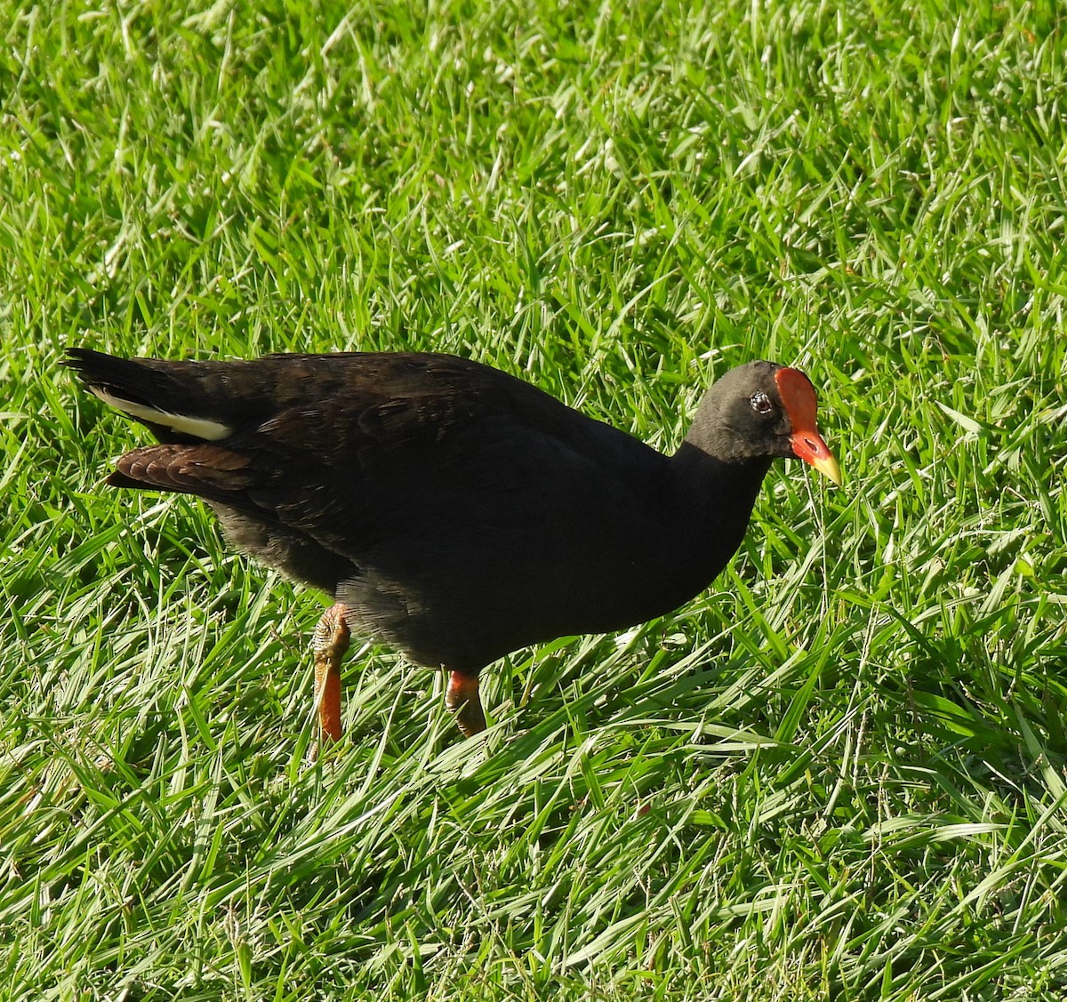 Dusky Moorhen - ML646419987