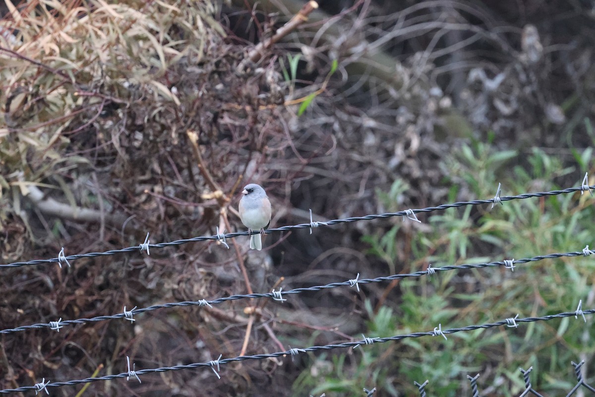 Dark-eyed Junco (Pink-sided) - ML646419989