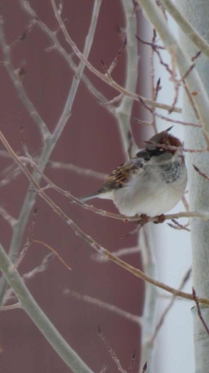 House Sparrow - ML646419990
