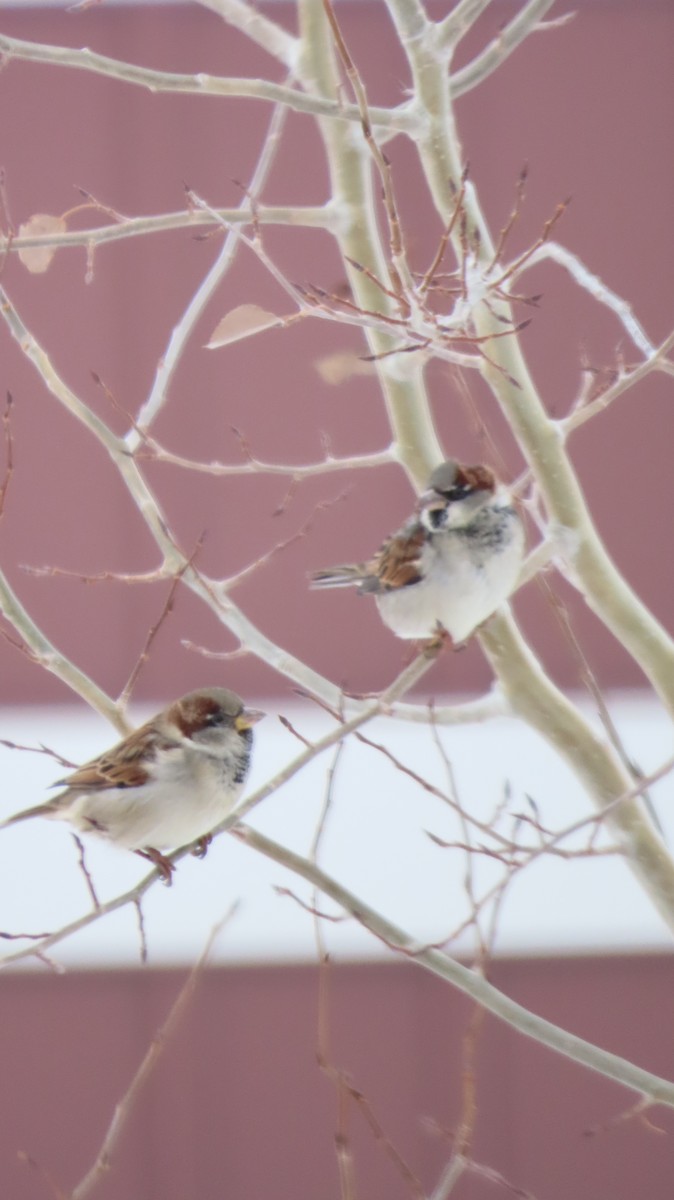 House Sparrow - ML646419991