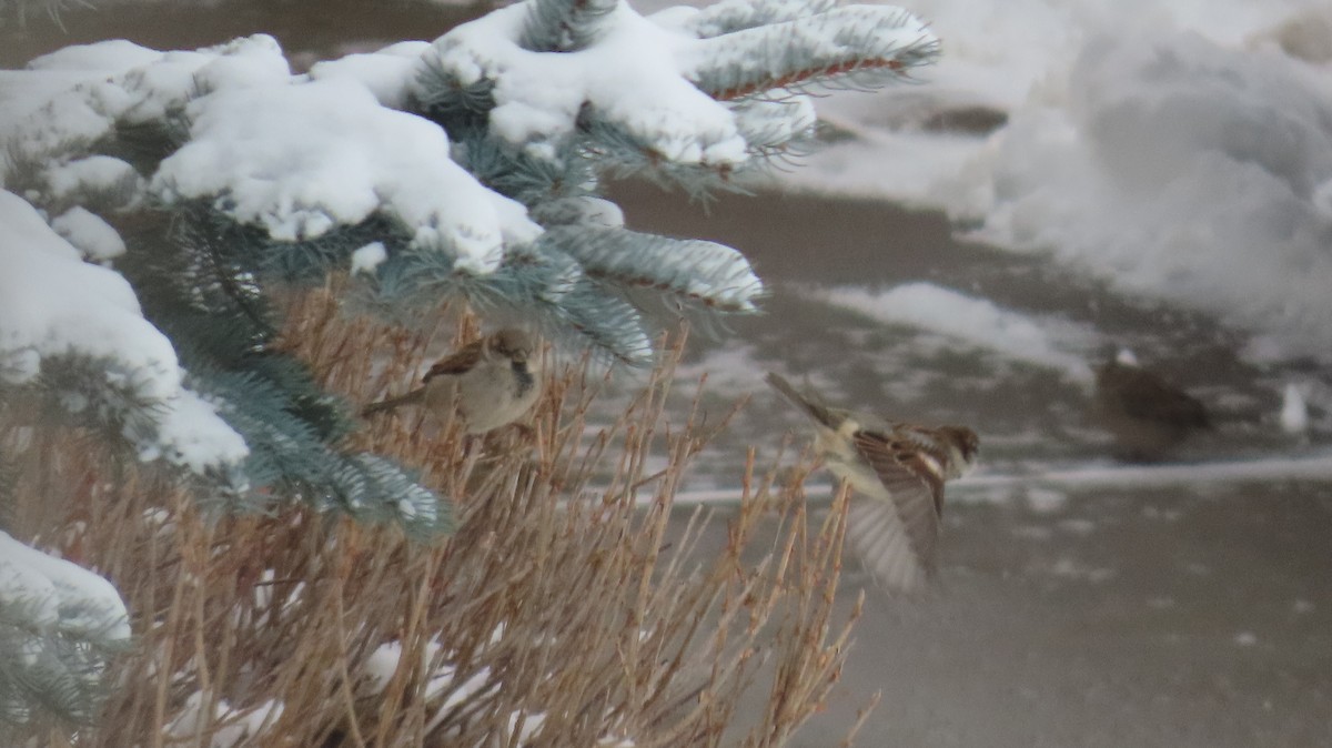 House Sparrow - ML646419992