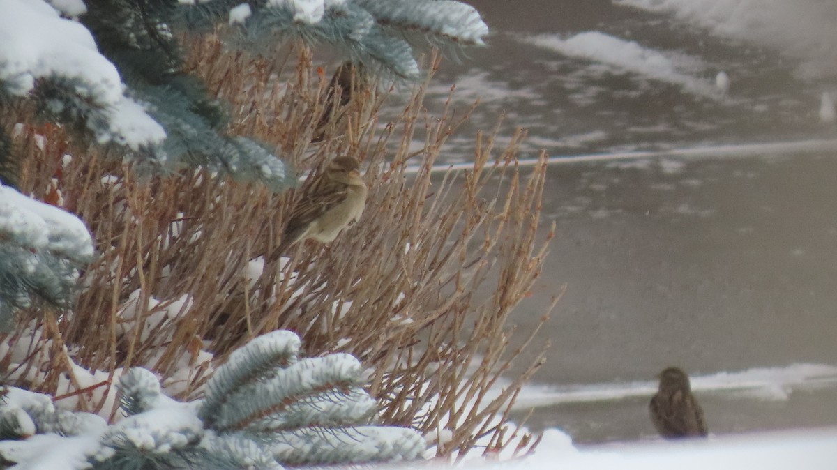 家麻雀 - ML646419993