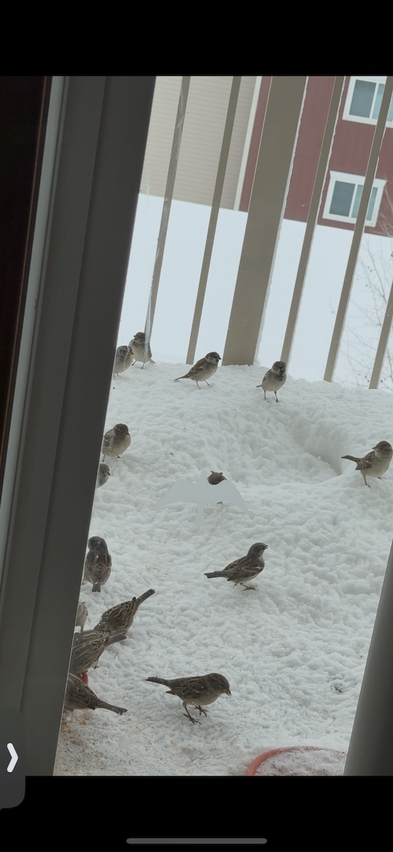 House Sparrow - ML646419994