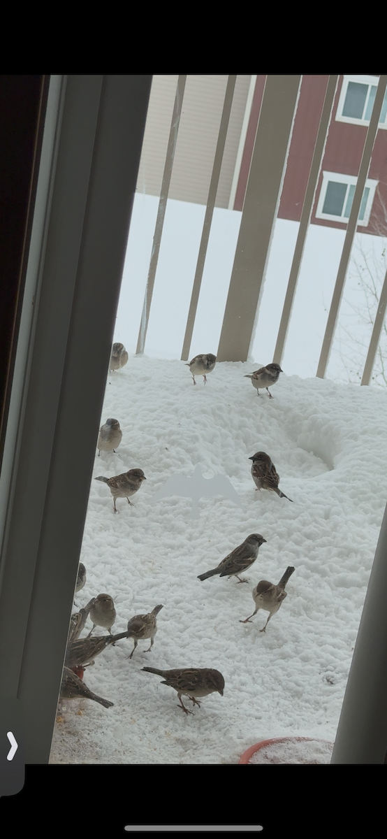 House Sparrow - ML646419995