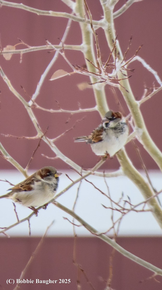 House Sparrow - ML646419996