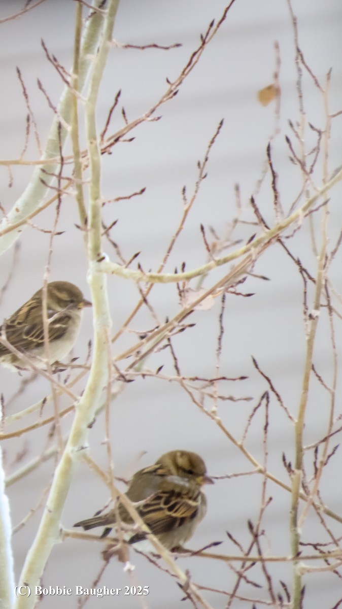 House Sparrow - ML646419997