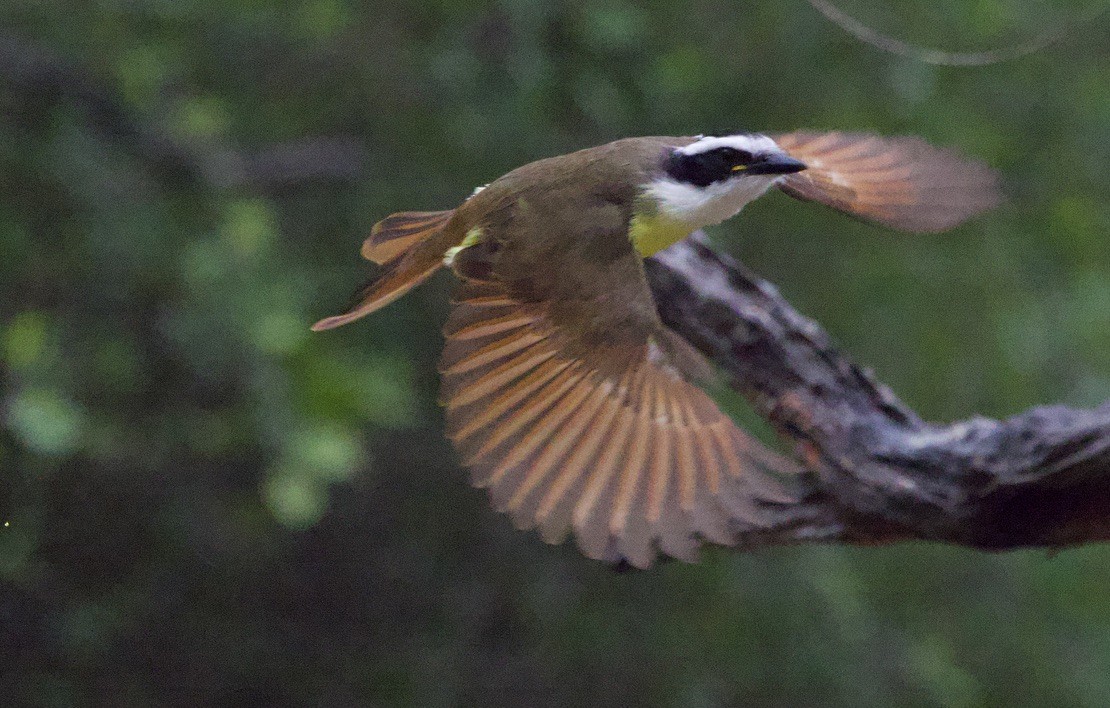 Great Kiskadee - ML646419998