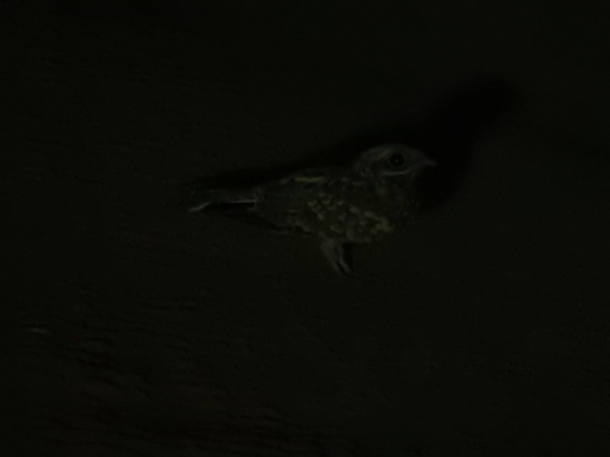 Chotacabras Hindú - ML646420001