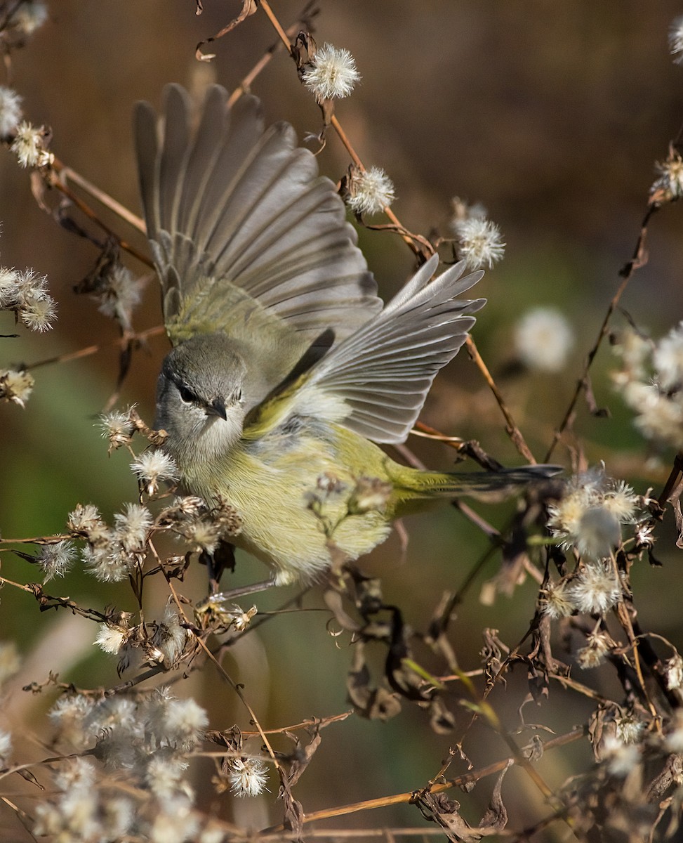 サメズアカアメリカムシクイ - ML646420004