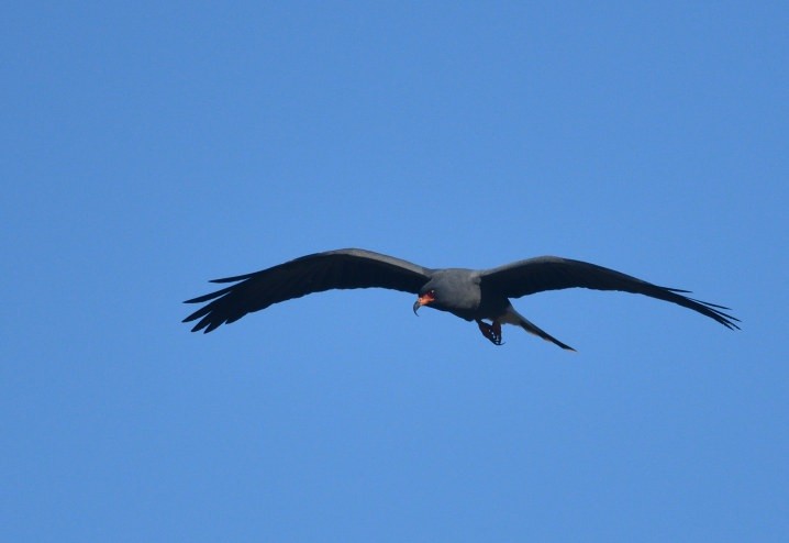 Snail Kite - ML646420009