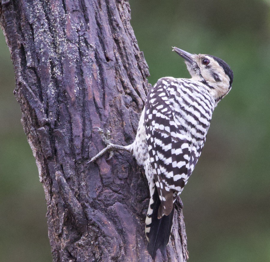Ladder-backed Woodpecker - ML646420010