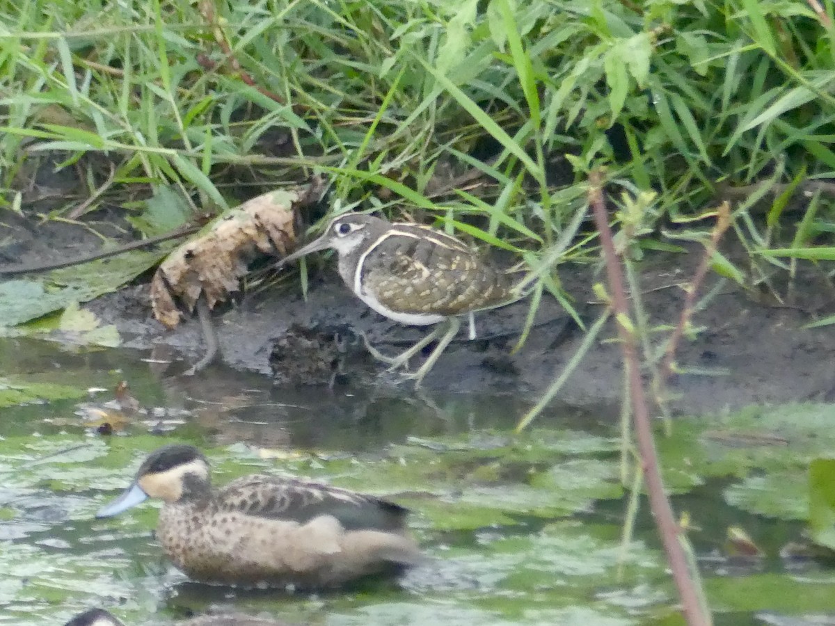 Greater Painted-Snipe - ML646420013