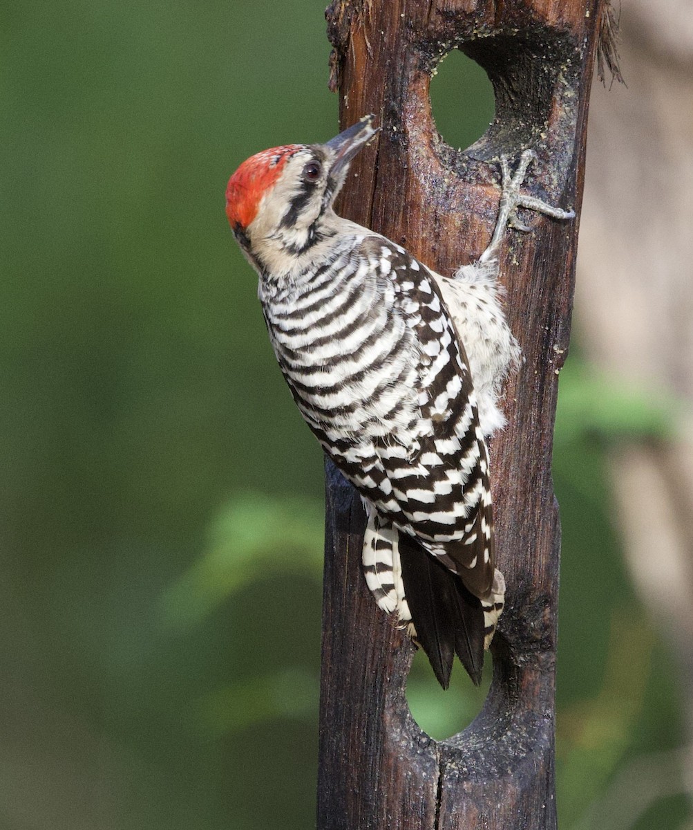 Ladder-backed Woodpecker - ML646420014