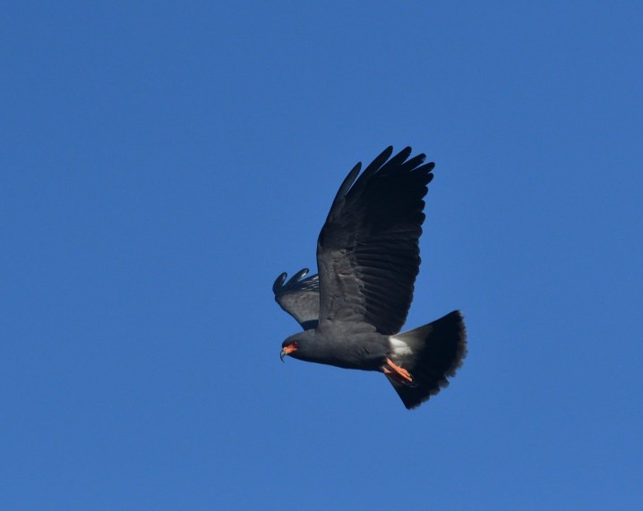 Snail Kite - ML646420015