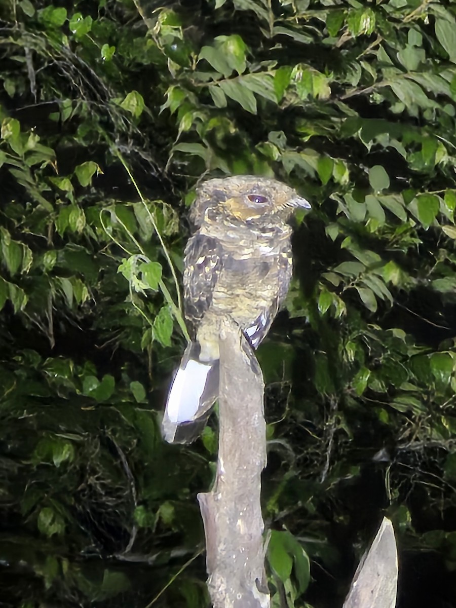 Maharadschanachtschwalbe - ML646420021