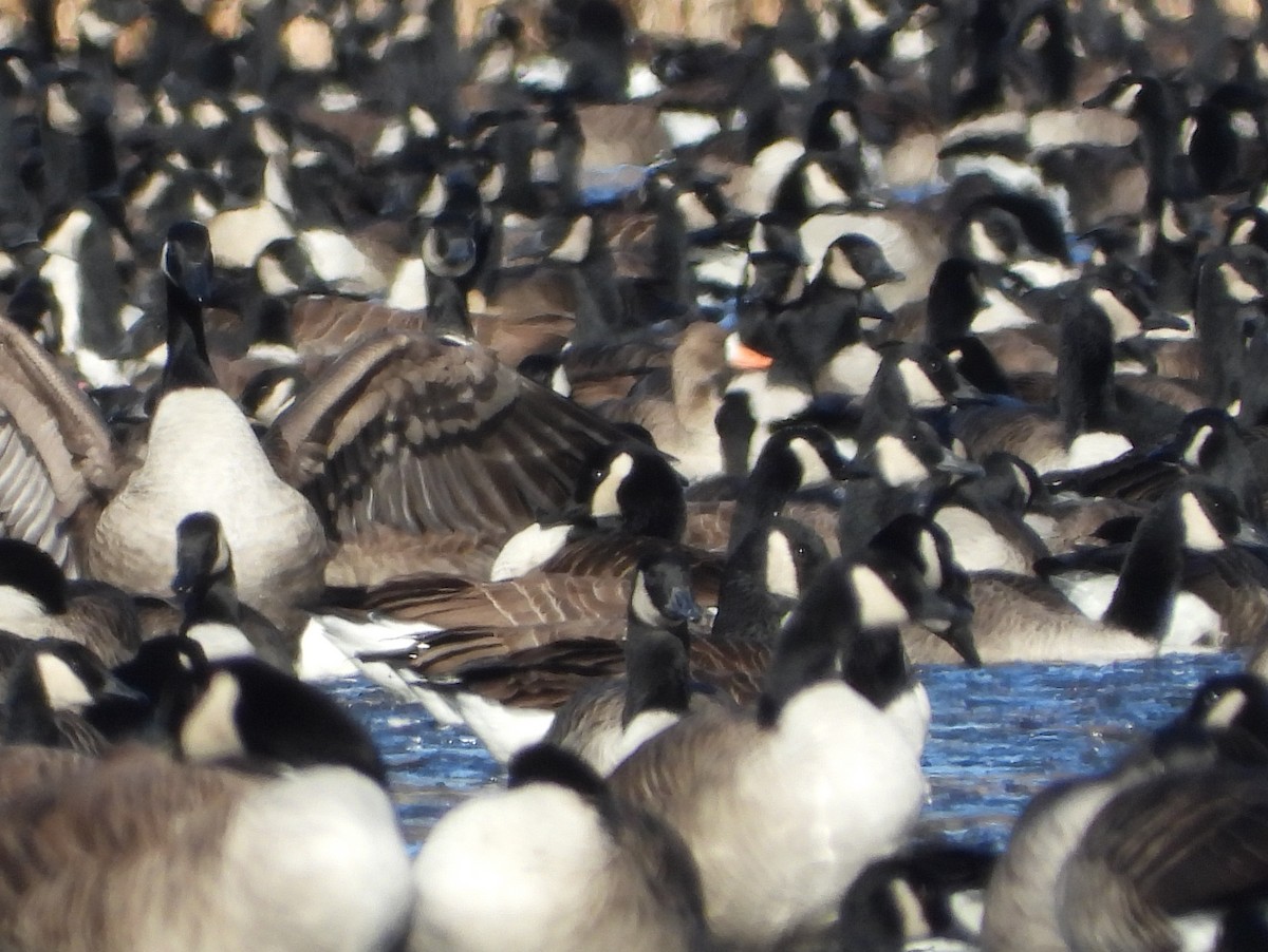 Greater White-fronted Goose (Greenland) - ML646420022