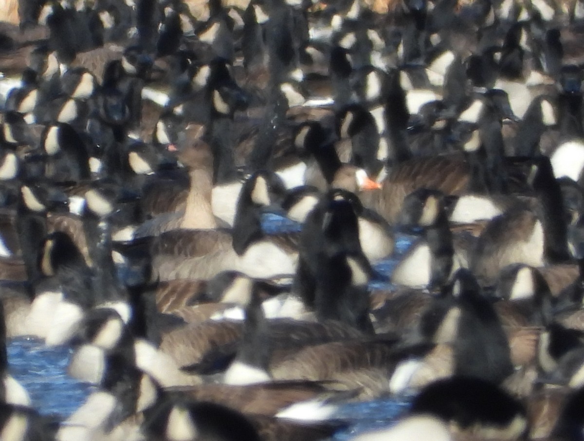 Greater White-fronted Goose (Greenland) - ML646420023