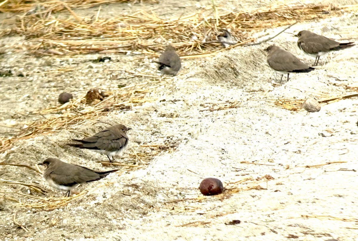 Collared Pratincole - ML646420024