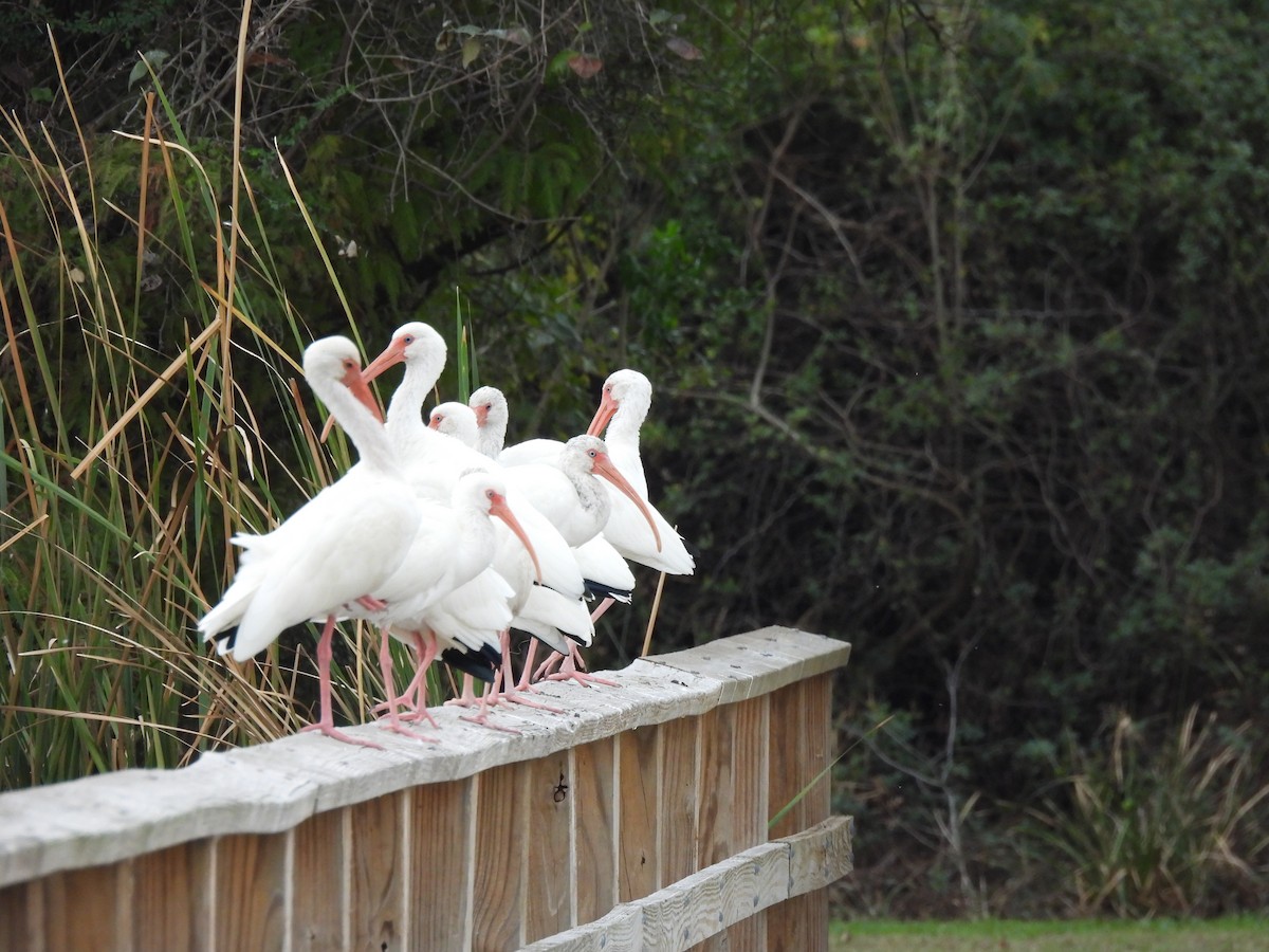 Белый ибис - ML646420025