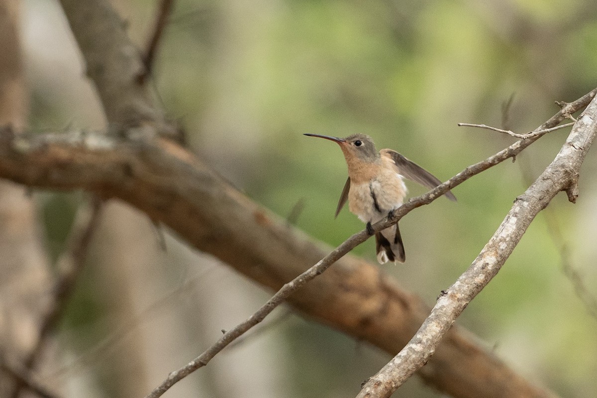 Colibri trompeur - ML646420026