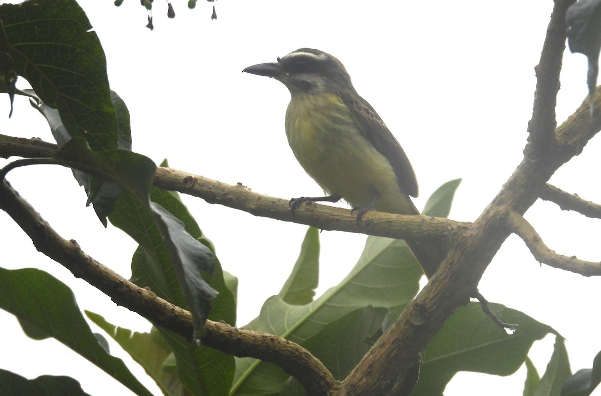 Tyran à ventre d'or - ML646420027