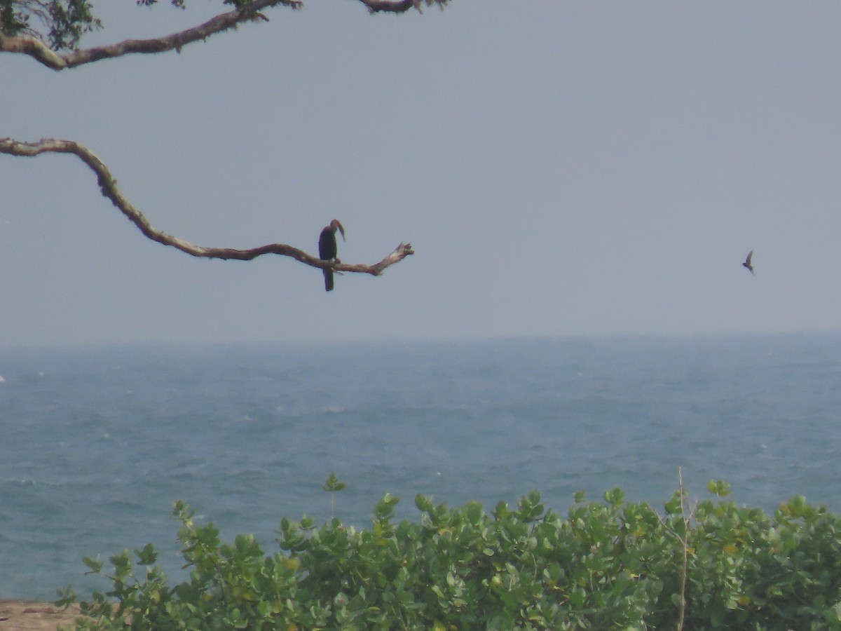 Oriental Darter - ML646420030