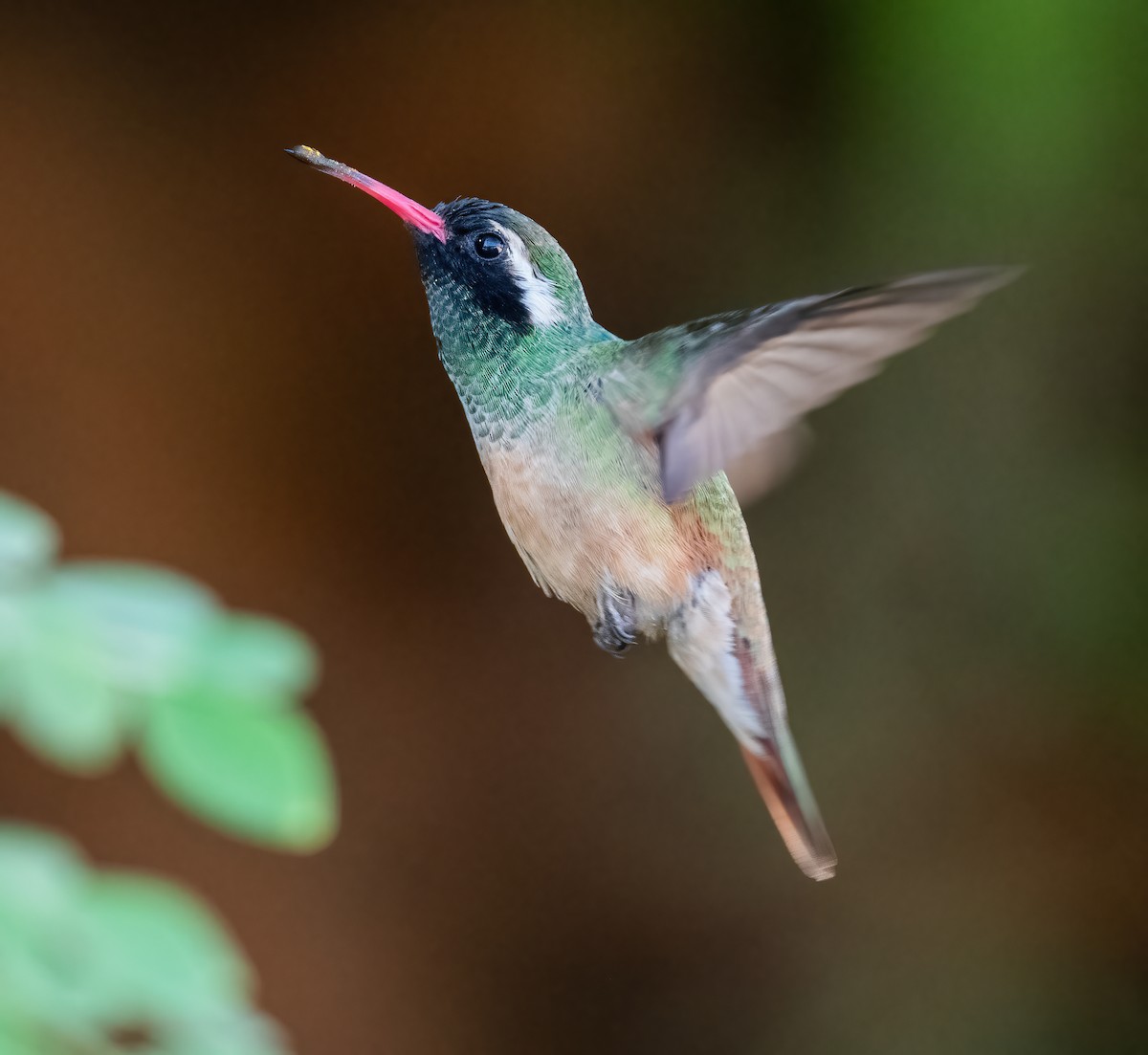 Xantus's Hummingbird - ML646420038