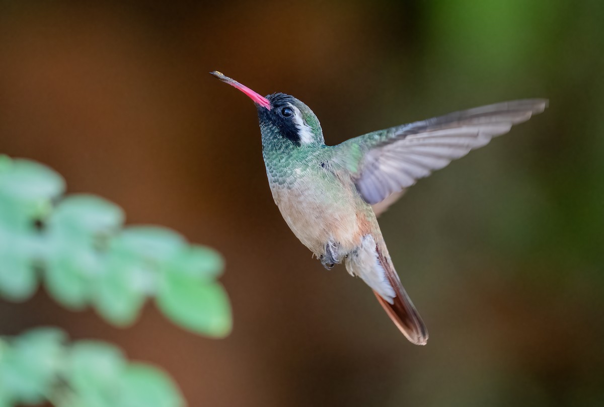 Xantus's Hummingbird - ML646420045