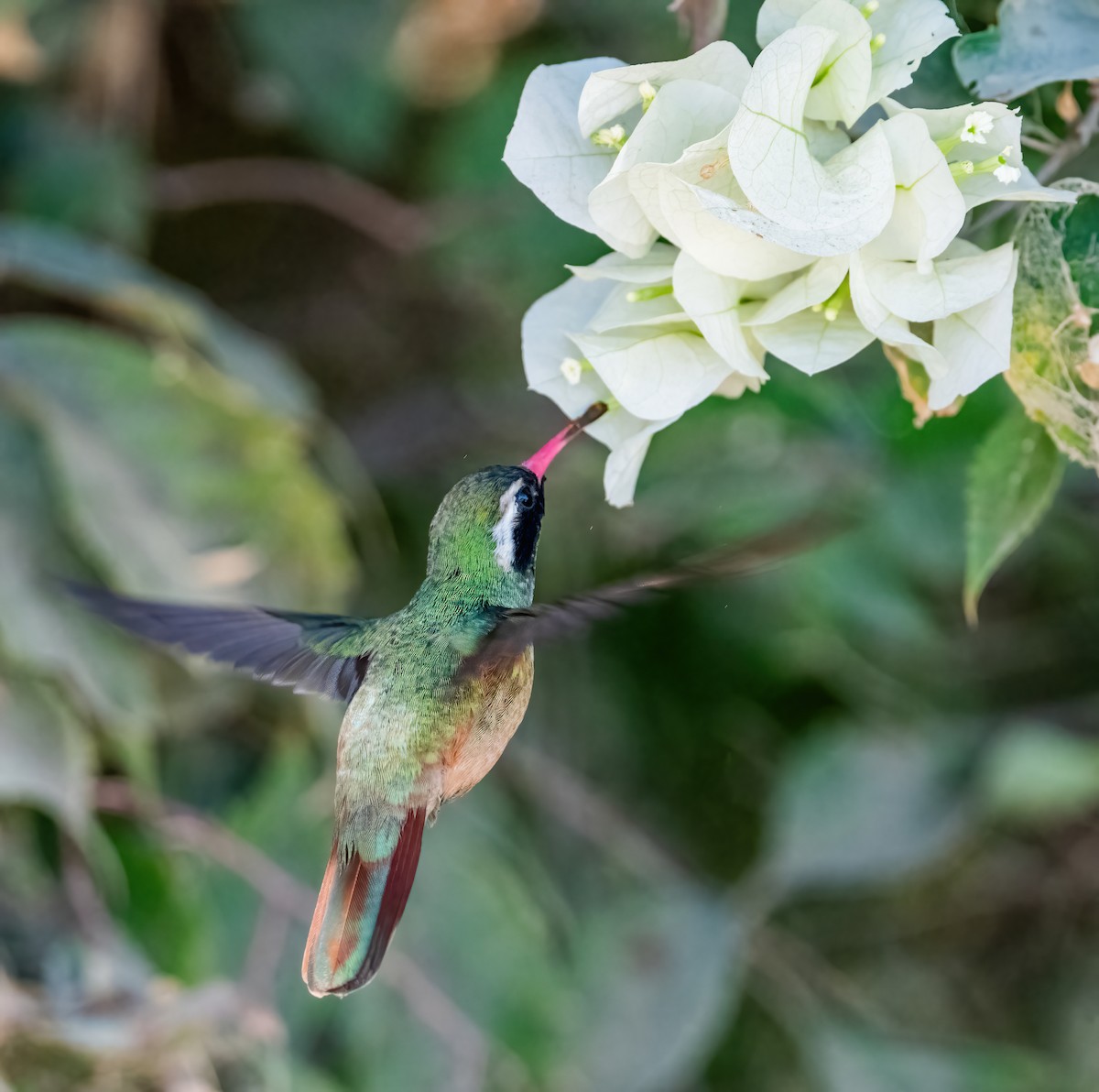 Xantus's Hummingbird - ML646420046