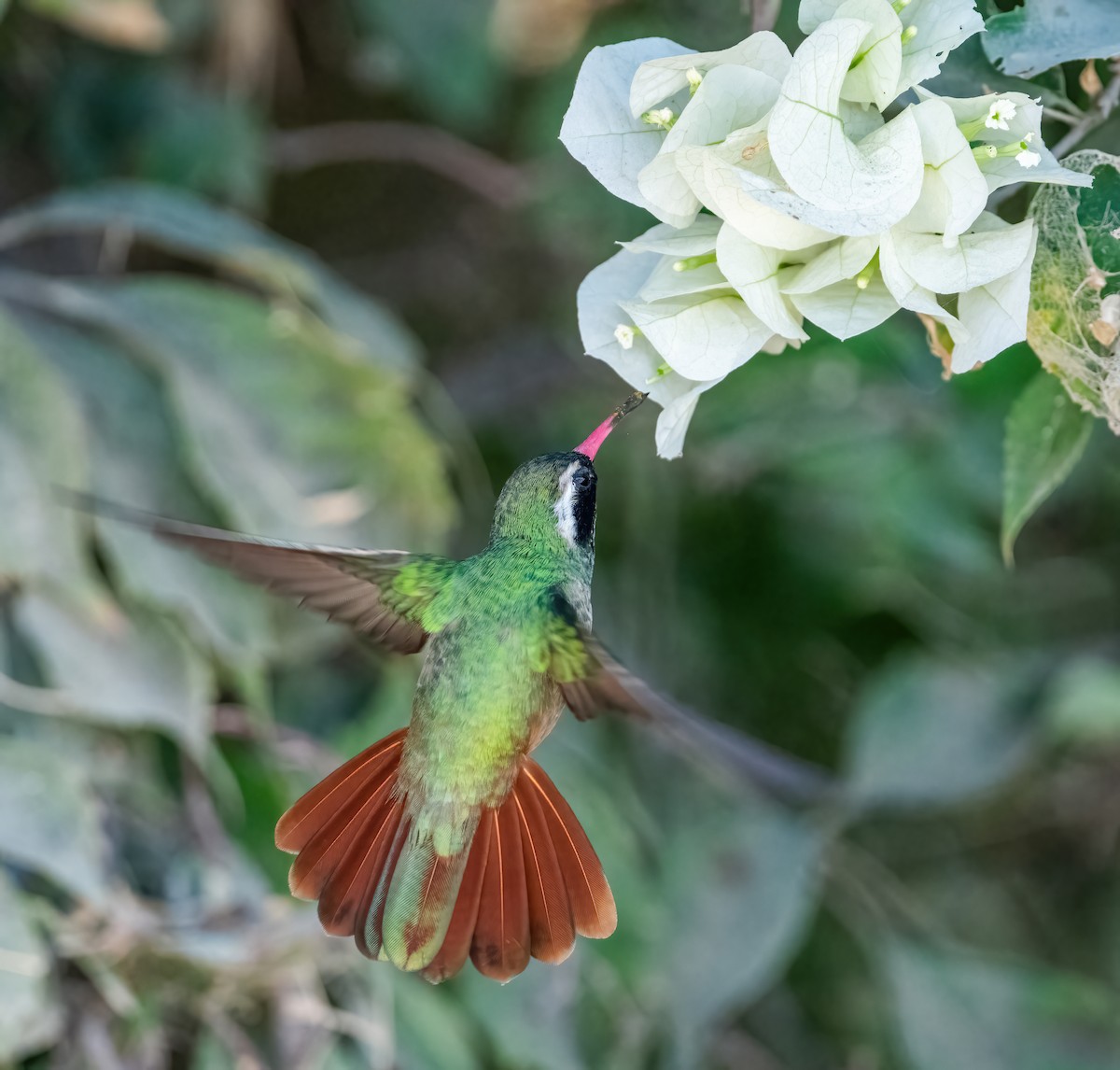 Xantus's Hummingbird - ML646420047