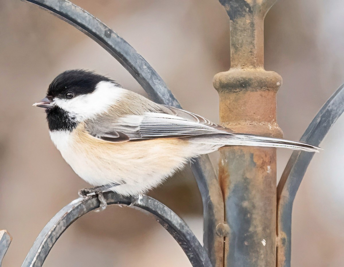 Schwarzkopfmeise - ML646420048