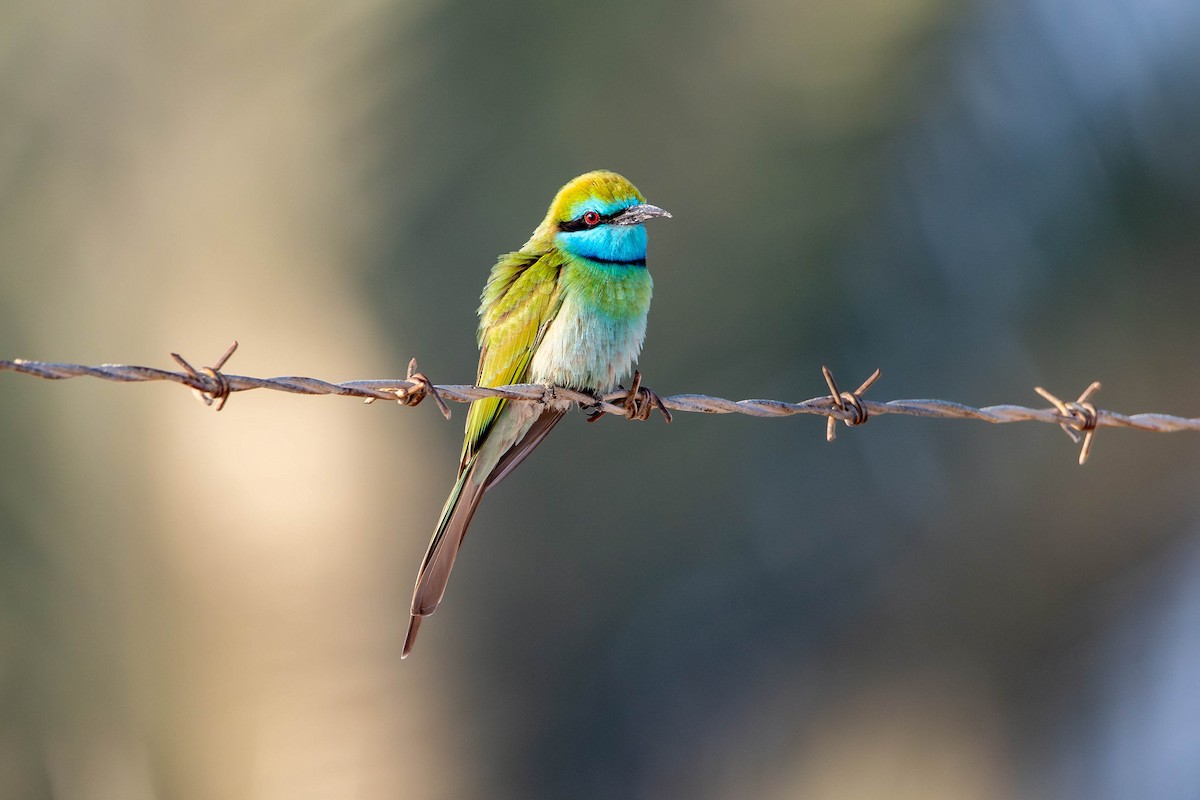 Arabian Green Bee-eater - ML646420049