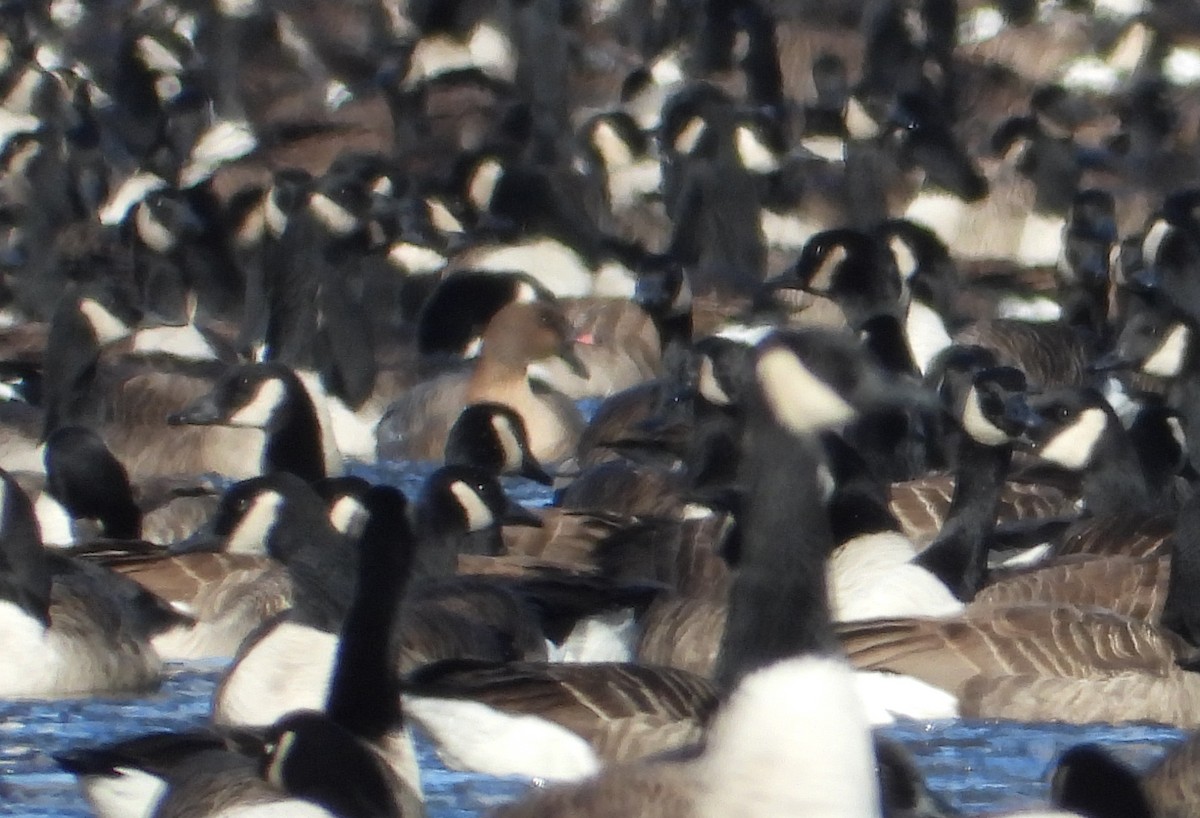 Pink-footed Goose - ML646420051