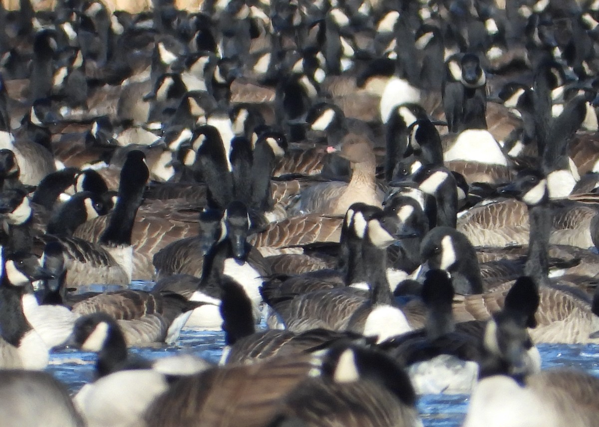 Pink-footed Goose - ML646420052